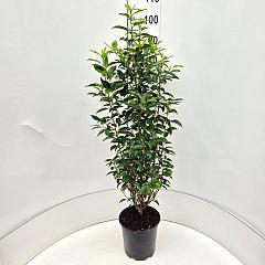 Prunus lusitanica 'Angustifolia'