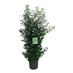 Prunus lusitanica 'Angustifolia'