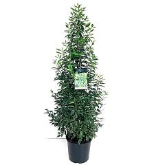 Prunus lusitanica 'Angustifolia'