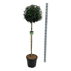 Prunus lusitanica 'Angustifolia'