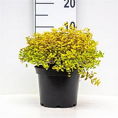 Spiraea japonica 'Sparkling Champagne'