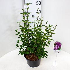 Syringa bloomerang 'Dark Purple'®