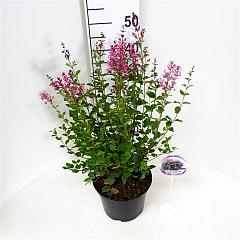 Syringa bloomerang 'Pink Perfume'