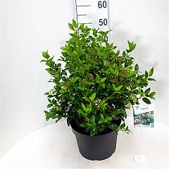Viburnum tinus