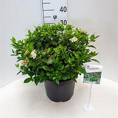 Viburnum tinus 'Eve Price'