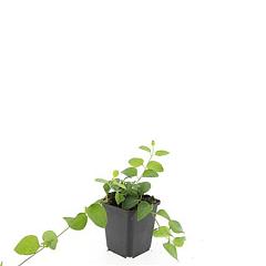 Vinca major