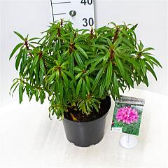 Rhododendron ponticum