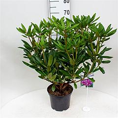 Rhododendron pont. 'Roseum'