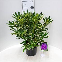 Rhododendron pont. 'Variegatum'