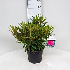Rhododendron (AC) 'Anna'