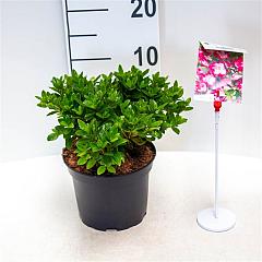 Rhododendron (AJ) 'Izumi-no-mai'