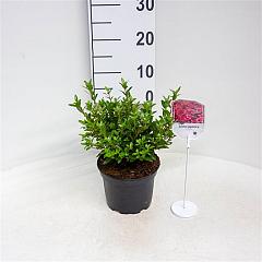 Rhododendron (AJ) 'Silvester'
