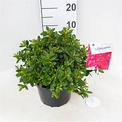 Rhododendron (AJ) 'Vuyk's Scarlet'