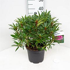 Rhododendron (P) 'Graziella'