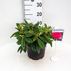 Rhododendron (Y) 'Arabella'