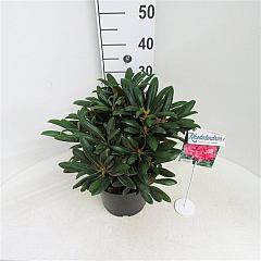 Rhododendron (Y) 'Kalinka'