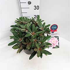 Rhododendron (Y) 'Koichiro Wada'