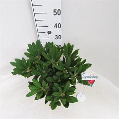Rhododendron (Y) 'Sneezy'