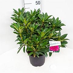 Rhododendron 'Anah Kruschke'