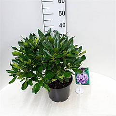 Rhododendron 'Blue Jay'