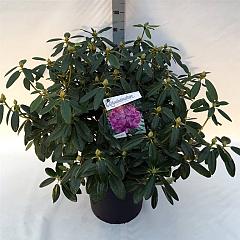 Rhododendron 'Catawb. Grandiflorum'