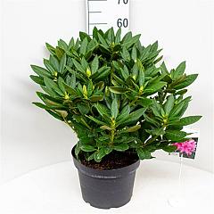 Rhododendron 'Cosmopolitan'