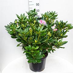 Rhododendron 'Cosmopolitan'
