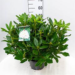 Rhododendron 'Cunningham's White'