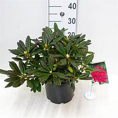 Rhododendron 'Elizab. Red Foliage'
