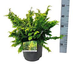 Chamaecyparis o. 'Fernspray Gold'