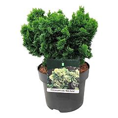 Chamaecyparis o. 'Nana Aurea'