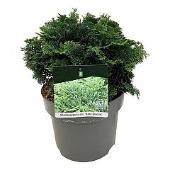 Chamaecyparis o. 'Nana Gracilis'