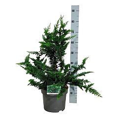 Chamaecyparis o. 'Teddy Bear'
