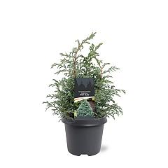 Chamaecyparis p. 'Baby Blue'