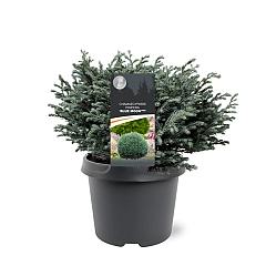 Chamaecyparis p. 'Blue Moon' ®