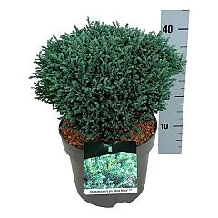 Chamaecyparis p. 'Blue Moon' ®