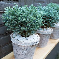 Chamaecyparis p. 'Blue Planet' (R)