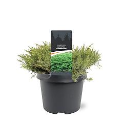 Juniperus davurica 'Leningrad'