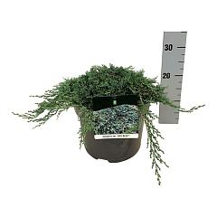 Juniperus hor. 'Icee Blue'