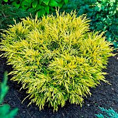 Juniperus hor. 'Limeglow'