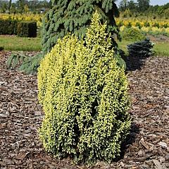 Juniperus pingii 'Hulsdonk Yellow'