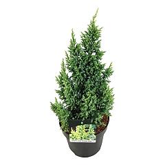 Juniperus pingii 'Hulsdonk Yellow'