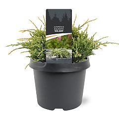 Juniperus squamata 'Holger'