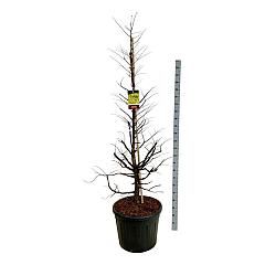 Metasequoia gl. 'Amber Glow'