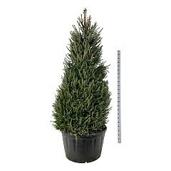 Picea abies