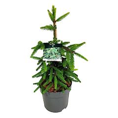 Picea abies 'Inversa'