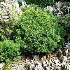 Picea glauca 'Alberta Globe'