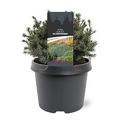 Picea glauca 'Echiniformis'