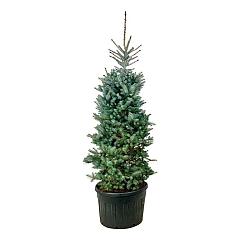 Picea pungens 'Edith'