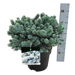 Picea pungens 'Glauca Globosa'